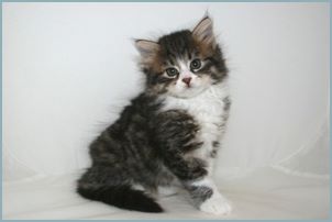 Female Siberian Kitten from Deedlebug Siberians